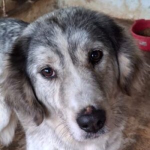 Taika – geb. ca. 07/2024