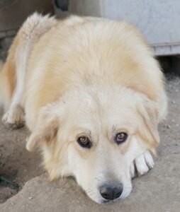 Tino – geb. ca. 03/2024