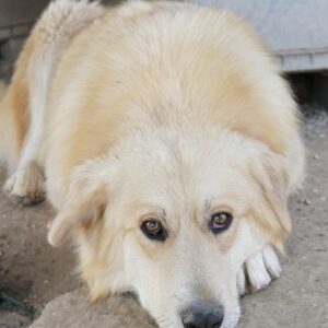 Tino – geb. ca. 03/2024