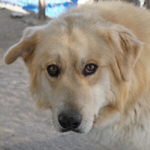 Tino – geb. ca. 03/2024