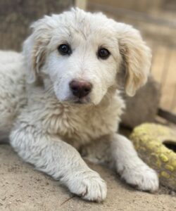 Tiramisu – geb. ca. 01/2026