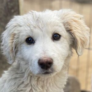 Tiramisu – geb. ca. 01/2026