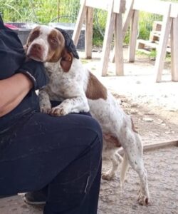 Titus – geb. ca. 04/2025