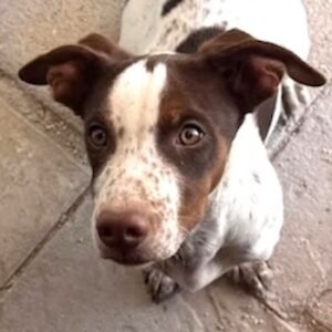 Titus – geb. ca. 04/2025