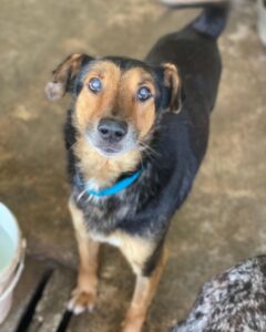 Tizian – geb. ca. 04/2022