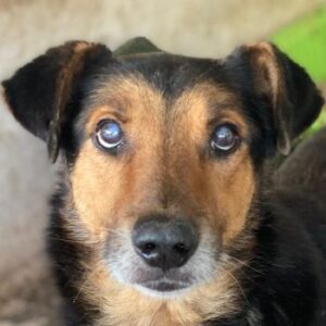 Tizian – geb. ca. 04/2022