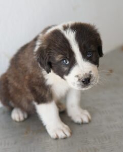 Whisky – geb. ca. 12/2025