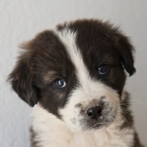 Whisky – geb. ca. 12/2025