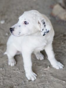 Yaspi – geb. ca. 01/2026