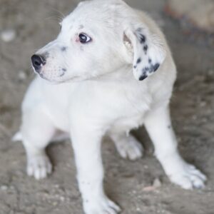 Yaspi – geb. ca. 01/2026