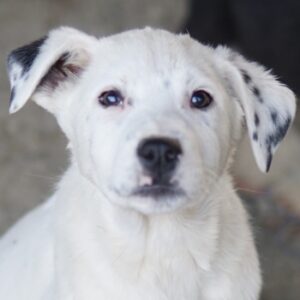 Yaspi – geb. ca. 01/2026