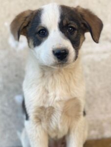 Yoko – geb. ca. 03/2026