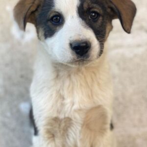 Yoko – geb. ca. 03/2026