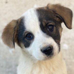 Yoko – geb. ca. 03/2026