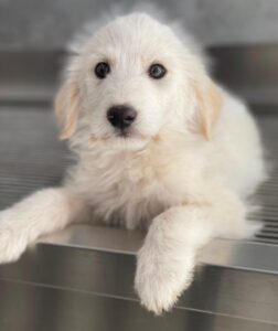 Zucker – geb. ca. 01/2026