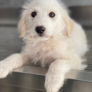 Zucker – geb. ca. 01/2026