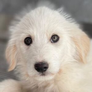 Zucker – geb. ca. 01/2026