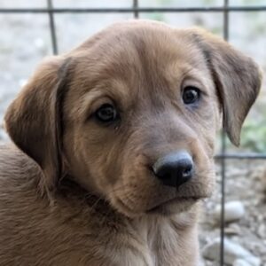 Absolem – geb. ca. 03/2026