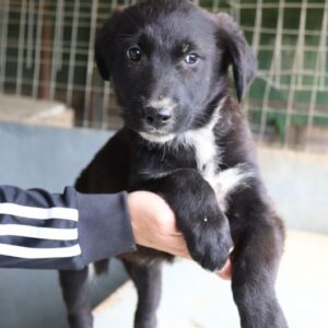 Aika – geb. ca. 02/2026