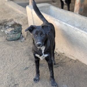 Aika – geb. ca. 02/2026