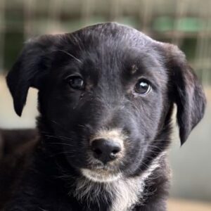 Aika – geb. ca. 02/2026