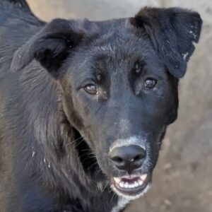 Aika – geb. ca. 02/2026