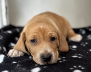 Alice – geb. ca. 03/2026
