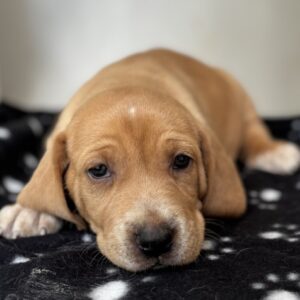 Alice – geb. ca. 03/2026