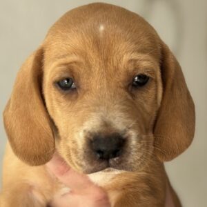 Alice – geb. ca. 03/2026