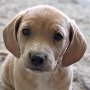 Alice – geb. ca. 03/2026 – reserviert