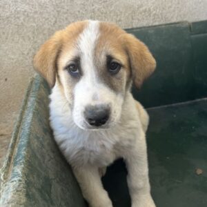 Alma – geb. ca. 02/2026