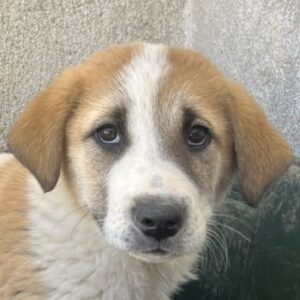 Alma – geb. ca. 02/2026