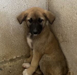 Amber – geb. ca. 02/2026