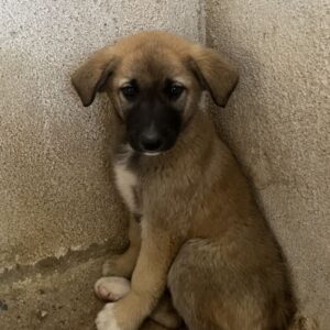 Amber – geb. ca. 02/2026