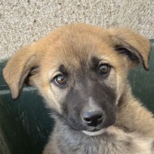 Amber – geb. ca. 02/2026
