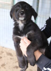 Amy – geb. ca. 02/2026