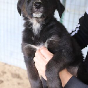 Amy – geb. ca. 02/2026