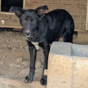 Amy – geb. ca. 02/2026