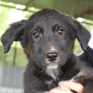 Amy – geb. ca. 02/2026
