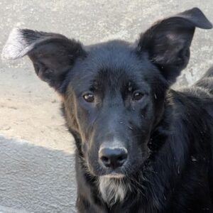 Amy – geb. ca. 02/2026