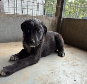 Ares – geb. ca. 02/2026