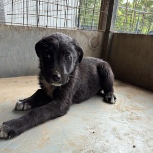 Ares – geb. ca. 02/2026