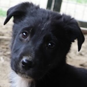 Ares – geb. ca. 02/2026