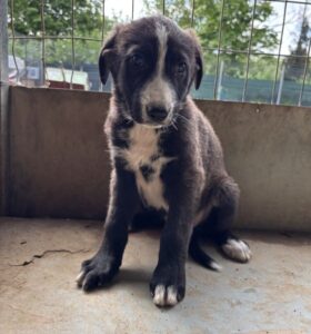 Aria – geb. ca. 02/2026