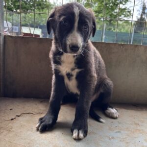 Aria – geb. ca. 02/2026