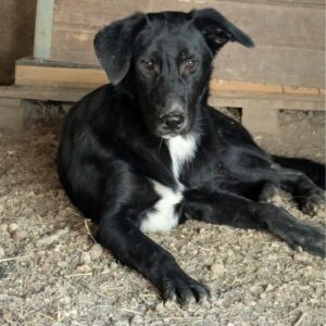 Ash – geb. ca. 02/2026