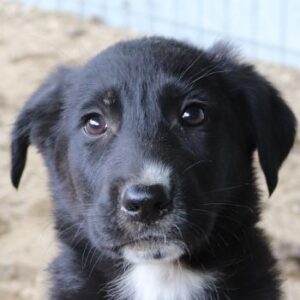 Ash – geb. ca. 02/2026
