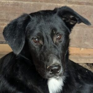 Ash – geb. ca. 02/2026