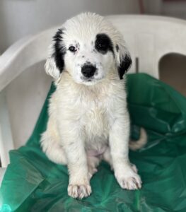 Binx – geb. ca. 02/2026