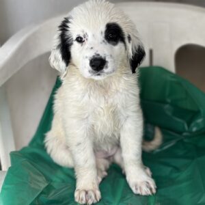 Binx – geb. ca. 02/2026